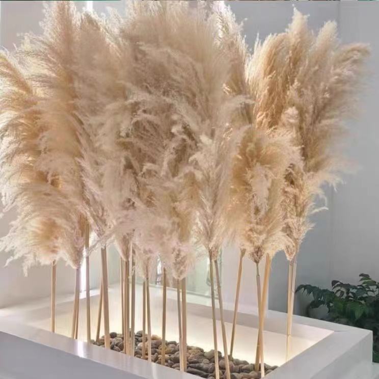 3Pcs Big Fluffy Pampas Grass 100cm Dried Decorative Flowers for Home Decor Brown.
