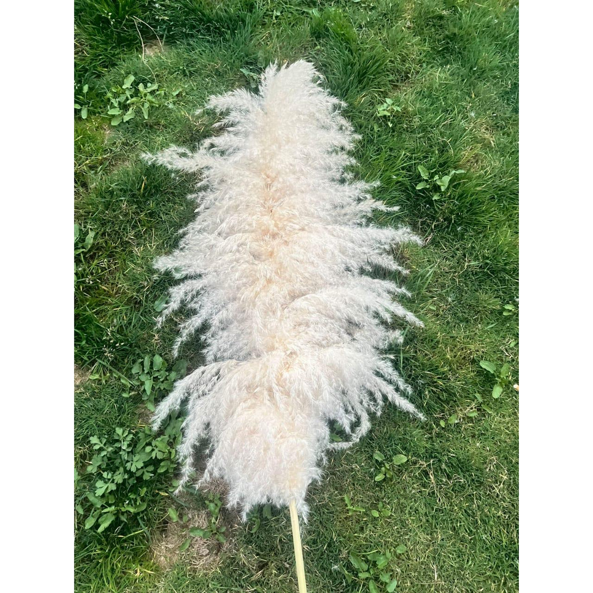 Big Fluffy Pampas Grass | Dried Decorative Flowers 1.4m Long for Home & Event Styling (White, Brown, Grey)