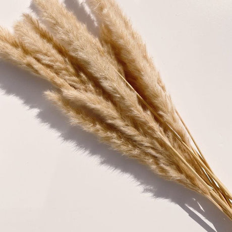 Fluffy Large Pampas Grass Decor | Natural Home Decoration for Weddings & Events (White, Natural Color)