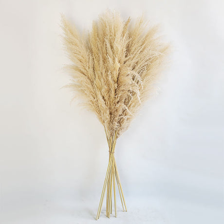 Furaha Finds Big Fluffy Pampas Grass.