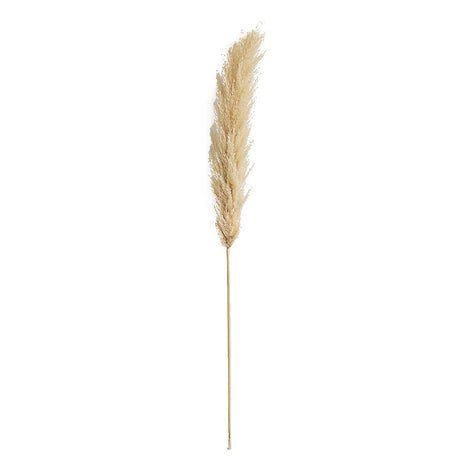 Furaha Finds Big Fluffy Pampas Grass.