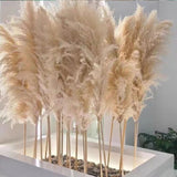 Furaha Finds Big Fluffy Pampas Grass.