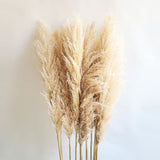 Furaha Finds Big Fluffy Pampas Grass.