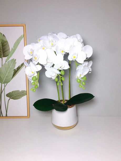 Furaha Finds Orchid Plant.