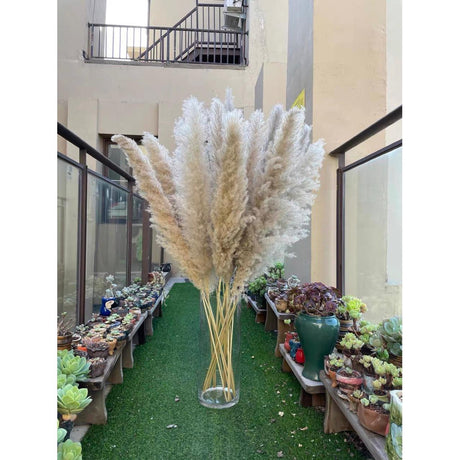 Large Pampas Grass | 1.2m Long Fluffy Natural Dried Pampas Grass for Home and Wedding Decor | Gray