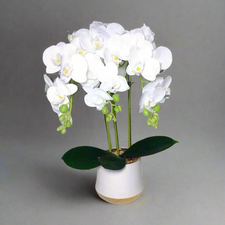 Furaha Finds Orchid Plant.