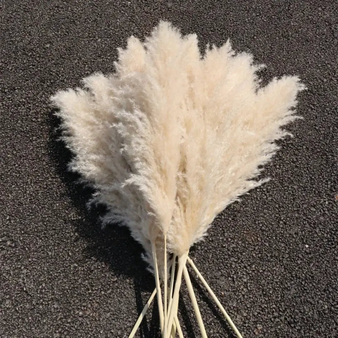 Big Natural Dried Pampas Grass Home Decor Dried Flowers