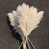 Big Natural Dried Pampas Grass Home Decor Dried Flowers