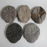 Kangol Newsboy Cap Clothing & Accessories Newsboy Caps