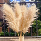 Big Natural Dried Pampas Grass Home Decor Dried Flowers