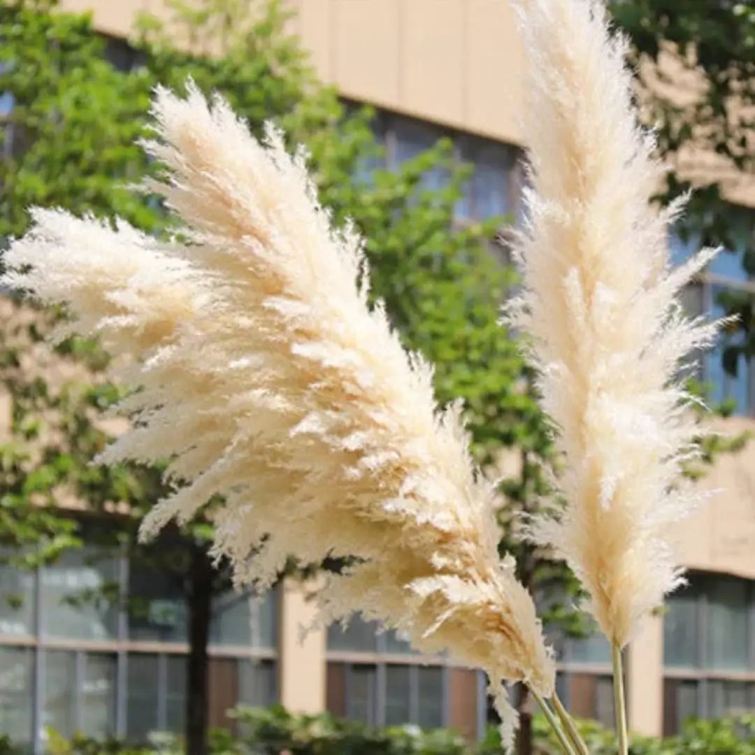 Big Natural Dried Pampas Grass Home Decor Dried Flowers
