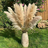 Big Natural Dried Pampas Grass Home Decor Dried Flowers