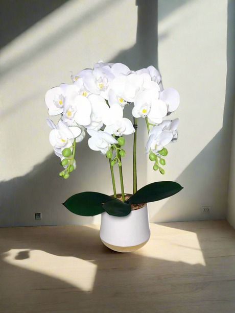 Furaha Finds Orchid Plant.