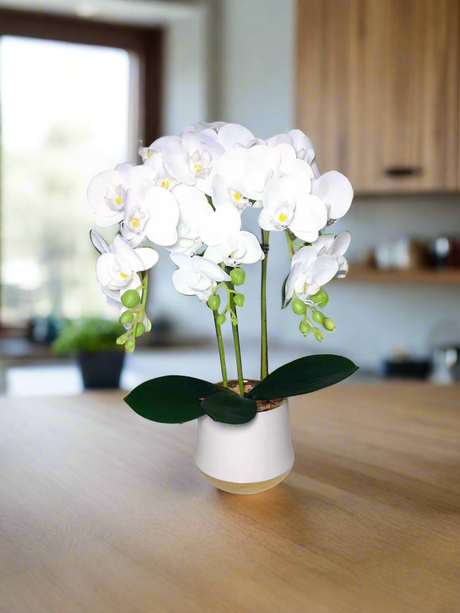 Furaha Finds Orchid Plant.