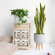Real Touch Yellow Sansevieria Snake Plant 90cm with 12 Leaves Home & Garden Artificial Non-Flowering Plants