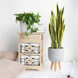 Real Touch Yellow Sansevieria Snake Plant 90cm with 12 Leaves Home & Garden Artificial Non-Flowering Plants