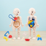 DIY Assemble Human Organ Model Science & Exploration Sets