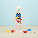 DIY Assemble Human Organ Model Science & Exploration Sets