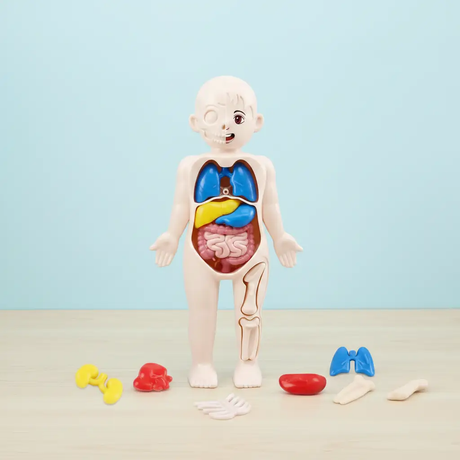 DIY Assemble Human Organ Model Science & Exploration Sets
